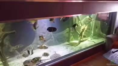 Rochenbecken von Pearlray