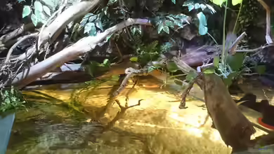 Rochenbiotop von Christoph Ottacher