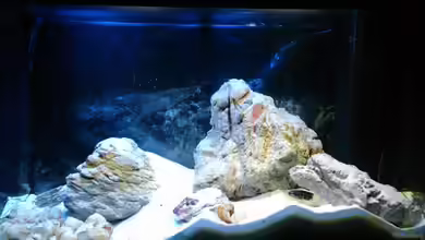 Rock´n Shell von PhilGabriel