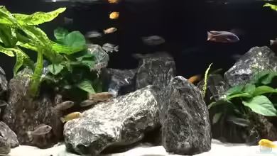 Rocks of Lake Malawi von SvenV.90