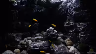 Rocky Cliffs von pa.Trick