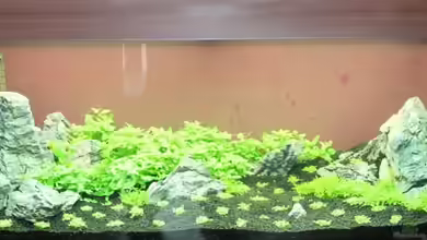 Rocky Woods von Namor Rellek