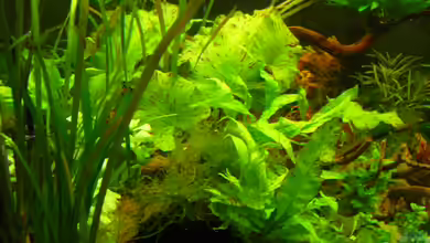 Root River von Peter S.