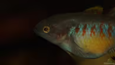 Rooty & Calulous von Rootsman