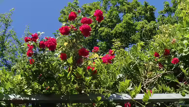 Rosa climber im Garten pflanzen