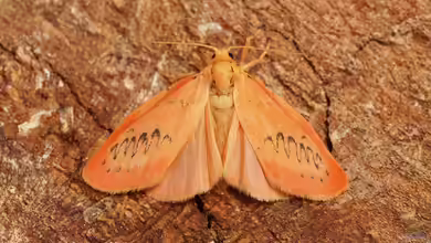 Rosen-Flechtenbärtchen im Garten