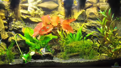 Rot-Grün-Schwäche von rodpod