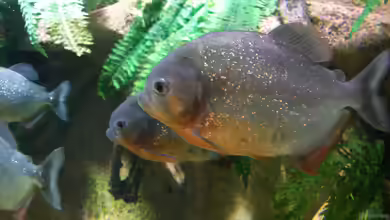 Rote Piranhas im Aquarium halten