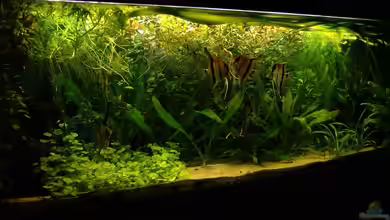 RR-Becken von Mario74