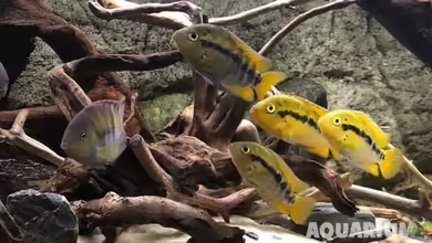 Rubens' Mittelamerika - 575 Liter von Rubens