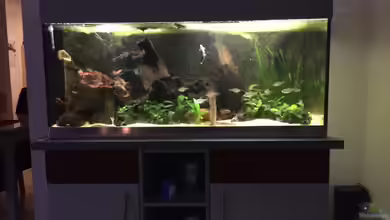 Rubens' Westafrika von Rubens