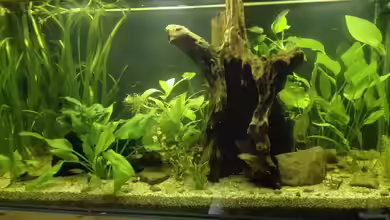 Rückkehr nach Südamerika von Boreas