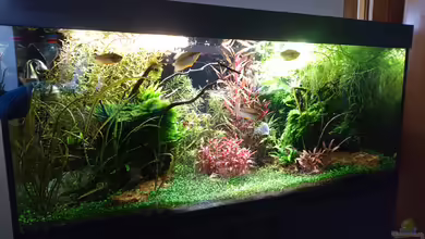 Ruheoase mit Lichtung von Wasserwelten