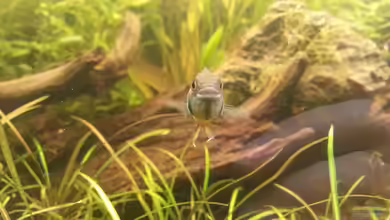 SA (ramirezi, cacatuoides, Paracheirodon, Oto's) von Shinra