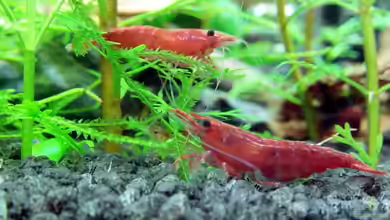 Sakura Garnelen - NanoCube von Achim