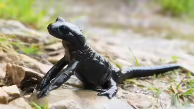 Salamandra atra im Gartenteich