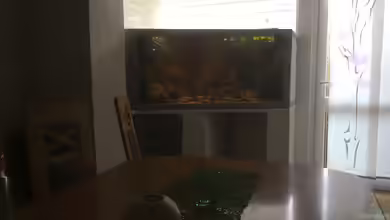 Salmerbecken von Hedylein