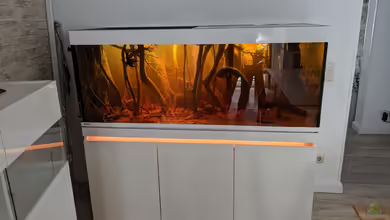 Salmerbecken von Hedylein