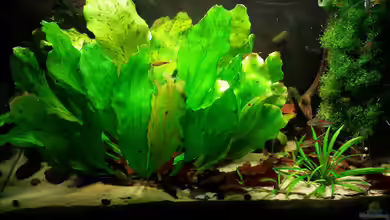 Salmler-Suppe (Okt.2015 abegaut) von Markus J.