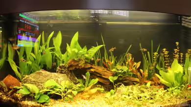 Salmlerbecken von Carphunter