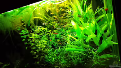 Salmlerwelten (umgebaut zur Amerika Räuberwelt)) von NRW