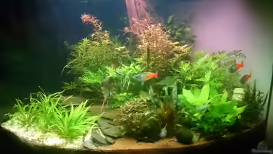 Samarai von Fabian Schmette