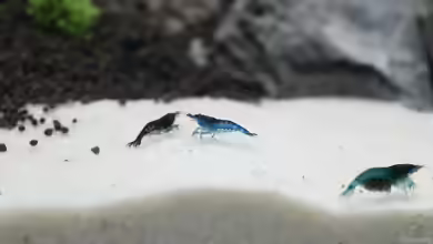 Sand als Bodengrund im Aquarium: Natürlich, funktional und ideal für viele Aquarienbewohner