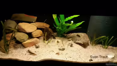 Sand and Shells von Bitman