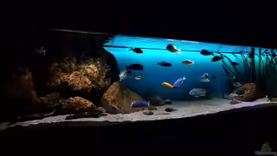 Sandcichliden aus dem Malawisee: So wird das Aquarium optimal eingerichtet