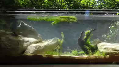 Sanddrachen von paris