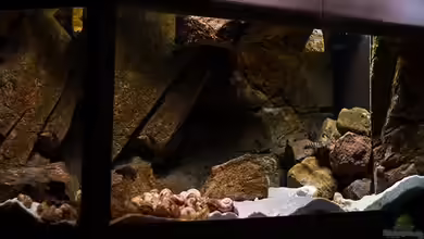 SandStorm "Shells Kitchen" von AjakAndi