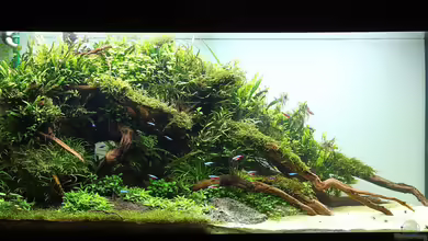 Sansibar von disco-d