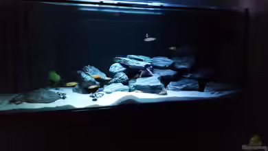 Saulosi Anfängerbecken von Burak K.