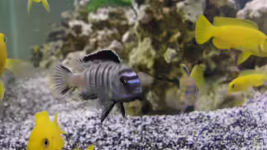 Saulosi Artenbecken(existiert nicht mehr) von Miese97