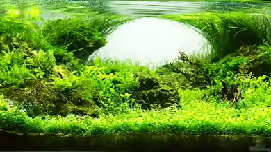 Scarface von Fredo Fuss