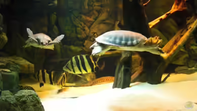 schauanlage von o.m.