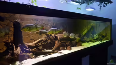 Schaubecken Südamerika(Nur noch als Beispiel) von aquazonica