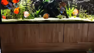 "Scheibenwelt" von Odonata