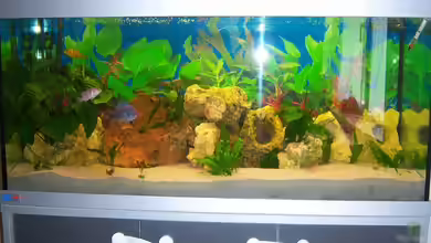 Schiffis Becken von Schiffi333