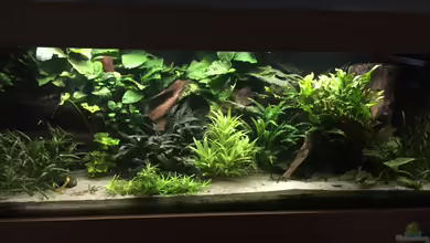 Schlafzimmerdschungel von Danny