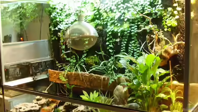 Schlammspringer-Paludarium von Kulleraugen-Fan