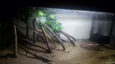 Schlammspringer Pfütze(Aufgelöst) von Der Fischer