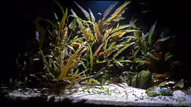 Schlicht-und-Wild von Tuduhi