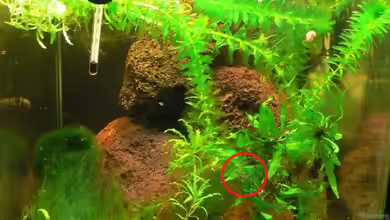 Schmerlenaufzuchtwürfel-Becken wurde aufgelöst von Max Wolf