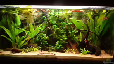 Schmetterlingsbuntbarsch-Becken von Andreas Fuchs