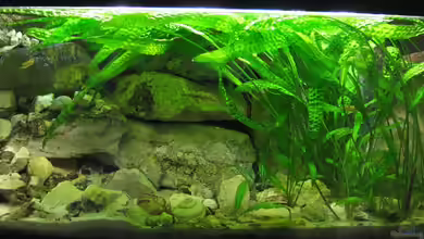 Schneckenbuba von Maclya