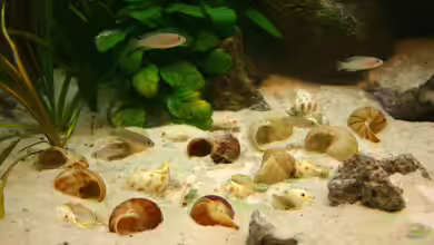 Schneckenbuntbarsche im Aquarium halten