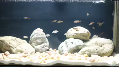 Schneckenbuntbarsche von Tom