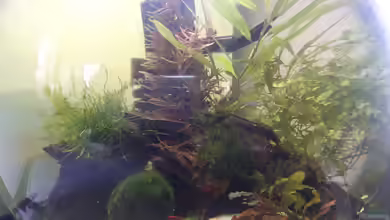 Schneckenkugel von Glücksscherbe