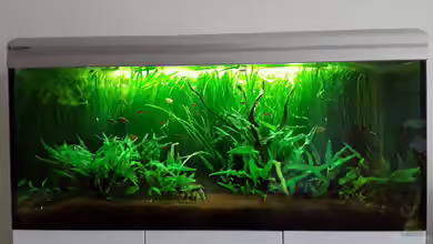 Schorschis Dickicht von Schorschi